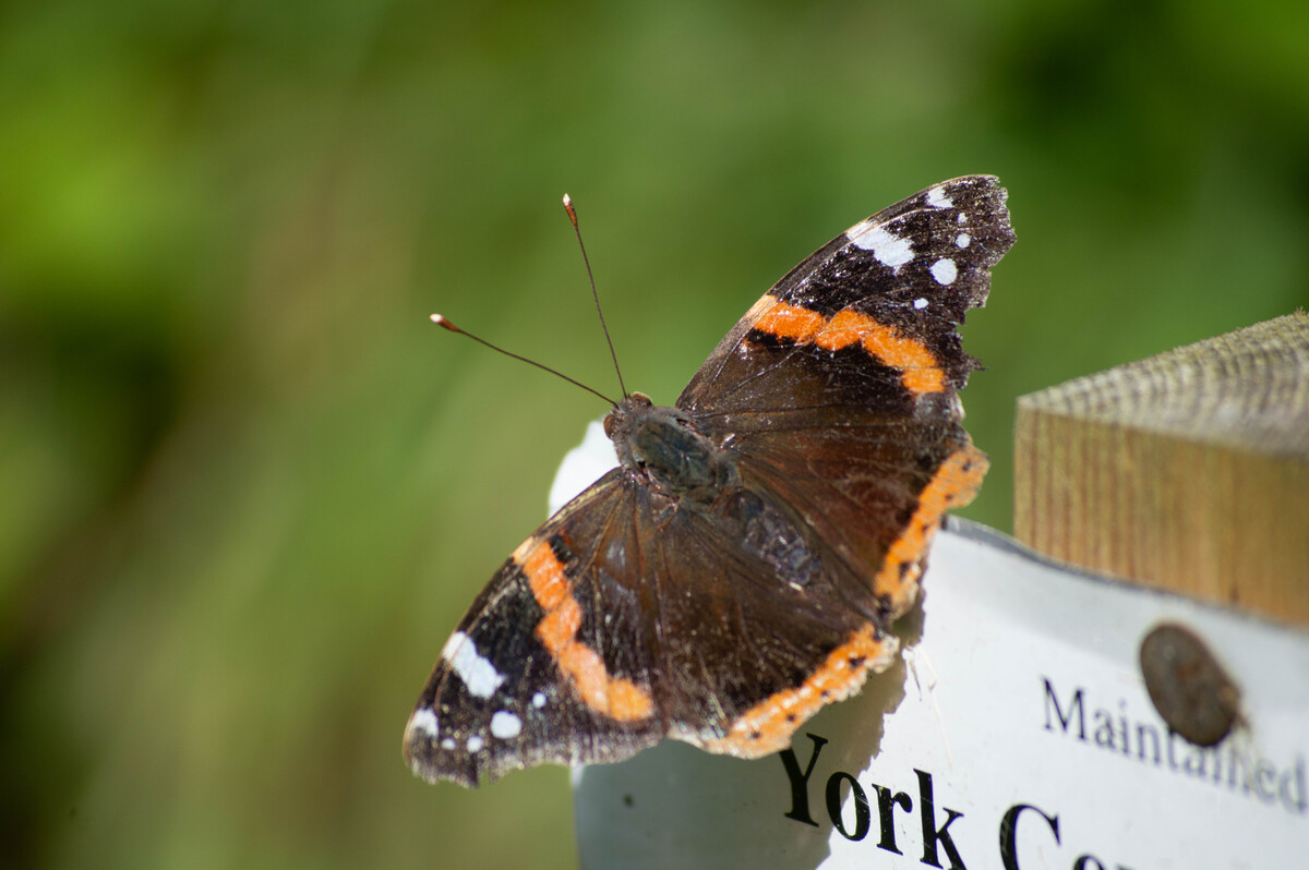 Red Admiral Butterfly